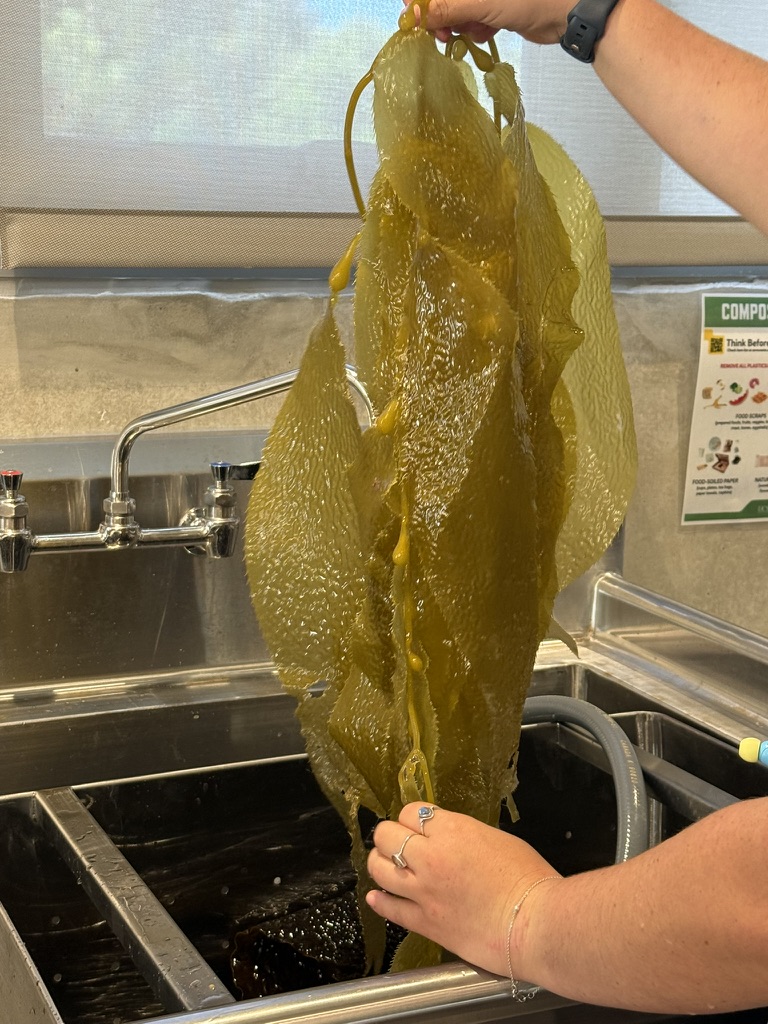Broad bull kelp blades examined by hand during a lab visit