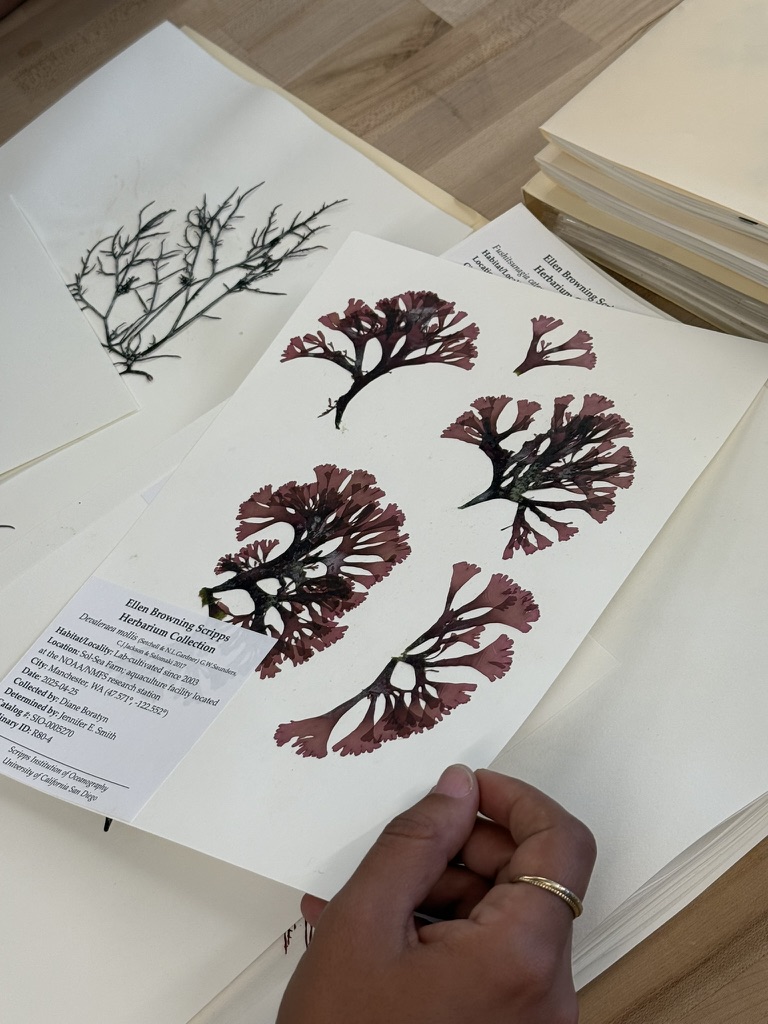 Pressed seaweed specimens studied in a herbarium collection
