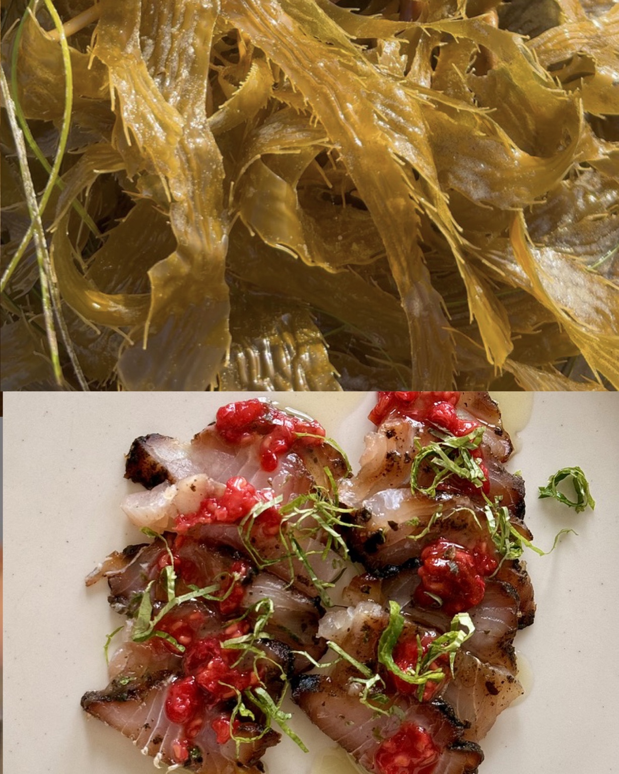 A diptych pairing golden kelp with seaweed cured ahi