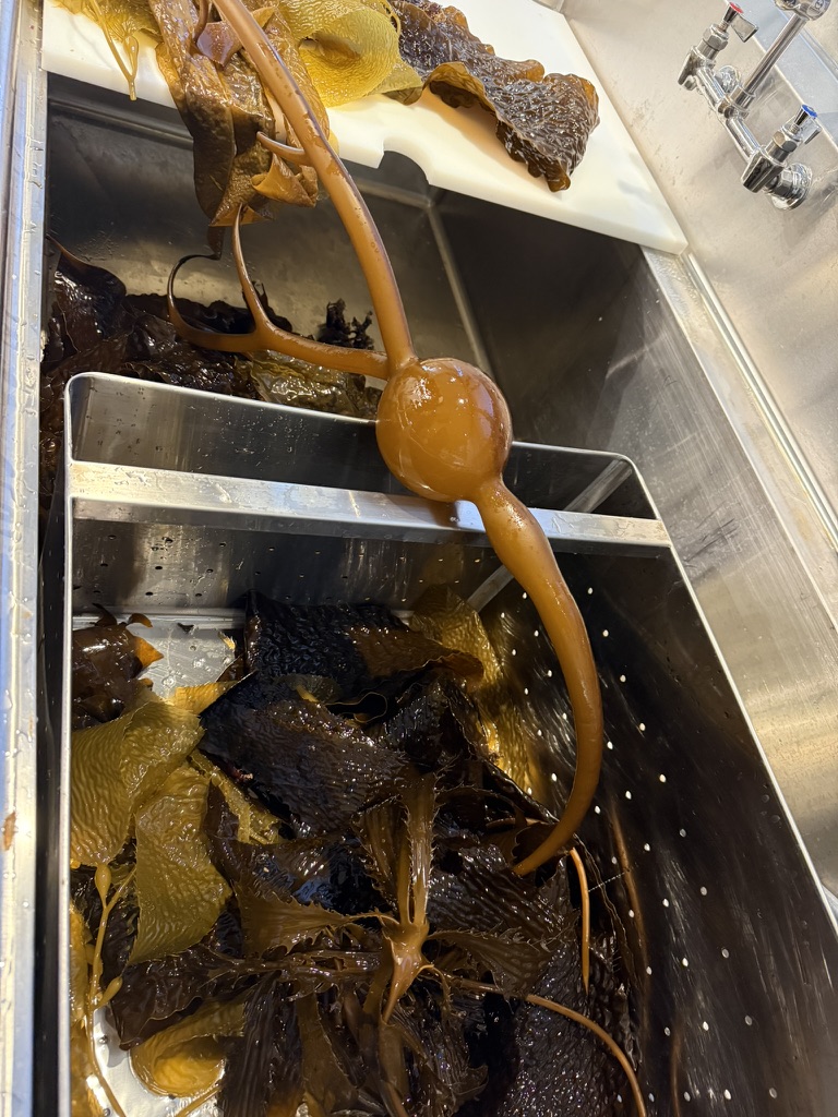 A full bull kelp specimen stretched across a lab sink, showing its scale and pneumatocyst